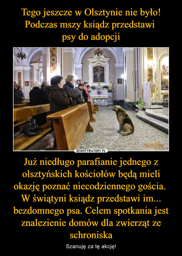 Już niedługo parafianie jednego z olsztyńskich kościołów będą mieli okazję poznać niecodziennego gościa. W świątyni ksiądz przedstawi im... bezdomnego psa. Celem spotkania jest znalezienie domów dla zwierząt ze schroniska – Szanuję za tę akcję! 