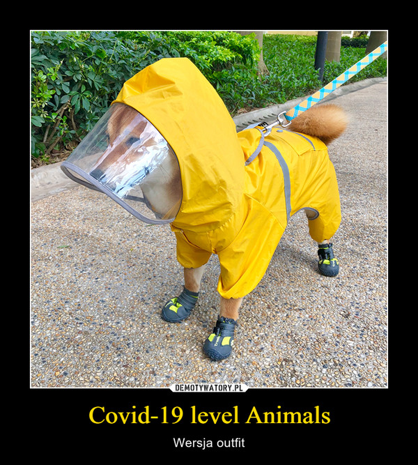 Covid-19 level Animals