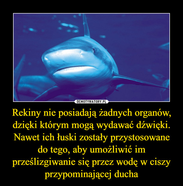 Rekiny nie posiadają żadnych organów, dzięki którym mogą wydawać dźwięki. Nawet ich łuski zostały przystosowane do tego, aby umożliwić im prześlizgiwanie się przez wodę w ciszy przypominającej ducha –  