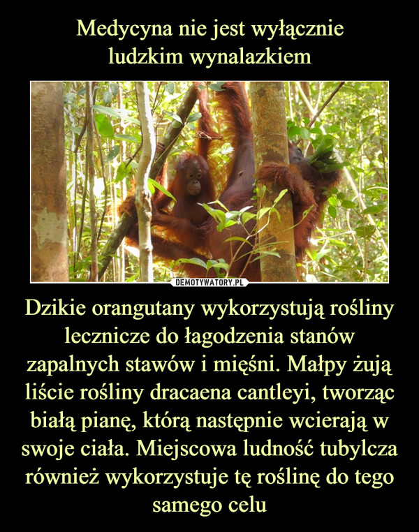 Medycyna nie jest wyłącznie
ludzkim wynalazkiem Dzikie orangutany wykorzystują rośliny lecznicze do łagodzenia stanów zapalnych stawów i mięśni. Małpy żują liście rośliny dracaena cantleyi, tworząc białą pianę, którą następnie wcierają w swoje ciała. Miejscowa ludność tubylcza również wykorzystuje tę roślinę do tego samego celu