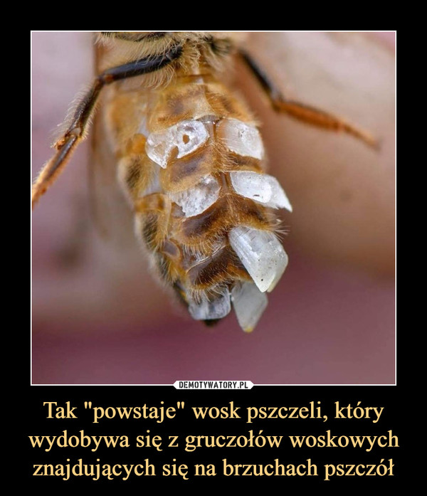 Tak "powstaje" wosk pszczeli, który wydobywa się z gruczołów woskowych znajdujących się na brzuchach pszczół –  