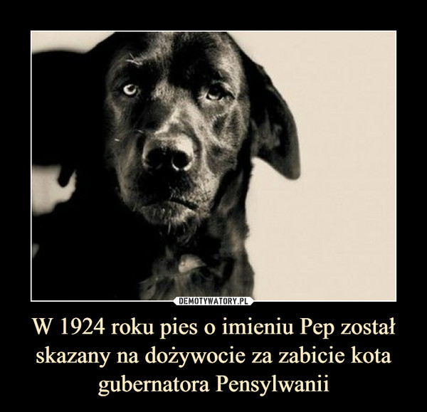 W 1924 roku pies o imieniu Pep został skazany na dożywocie za zabicie kota gubernatora Pensylwanii