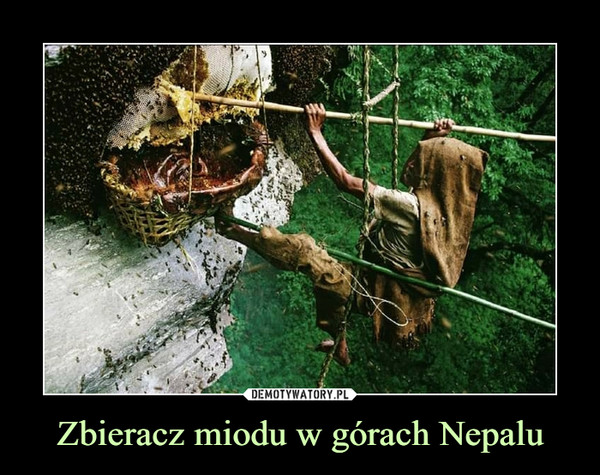 Zbieracz miodu w górach Nepalu