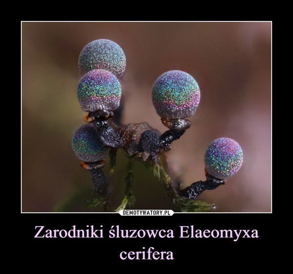 Zarodniki śluzowca Elaeomyxa cerifera –  