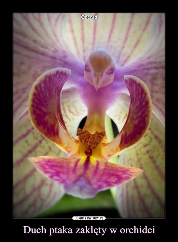Duch ptaka zaklęty w orchidei –  