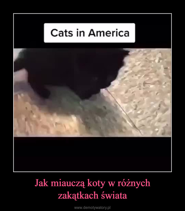 Jak miauczą koty w różnychzakątkach świata –  