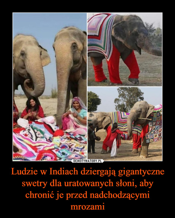 Ludzie w Indiach dziergają gigantyczne swetry dla uratowanych słoni, aby chronić je przed nadchodzącymi mrozami