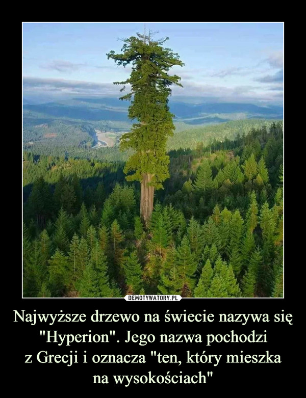 Najwyższe drzewo na świecie nazywa się "Hyperion". Jego nazwa pochodzi
z Grecji i oznacza "ten, który mieszka
na wysokościach"