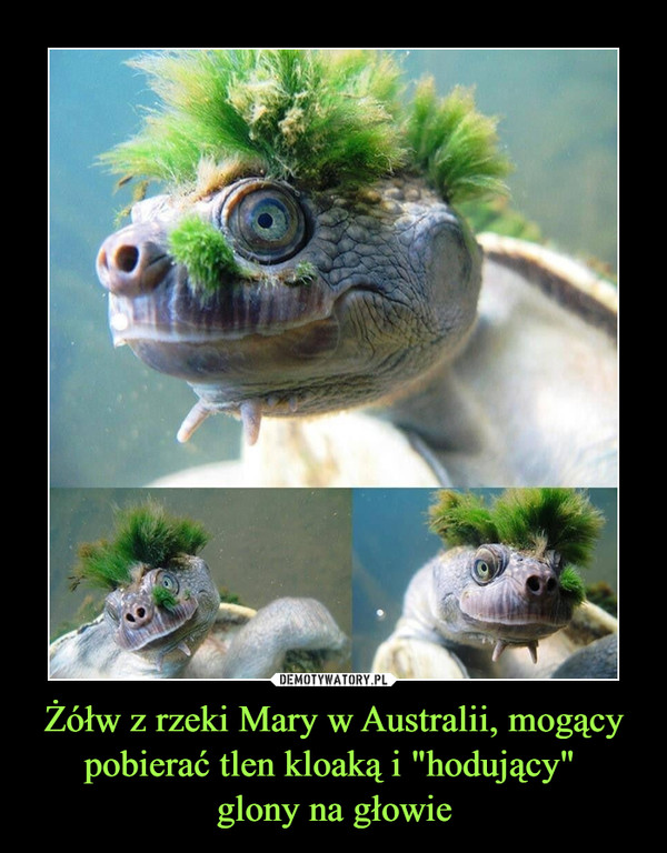 Żółw z rzeki Mary w Australii, mogący pobierać tlen kloaką i "hodujący" glony na głowie –  
