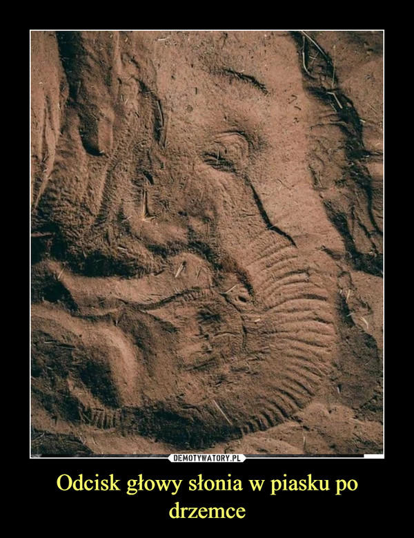 Odcisk głowy słonia w piasku po drzemce