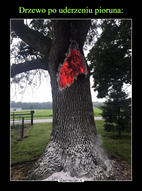 Drzewo po uderzeniu pioruna: