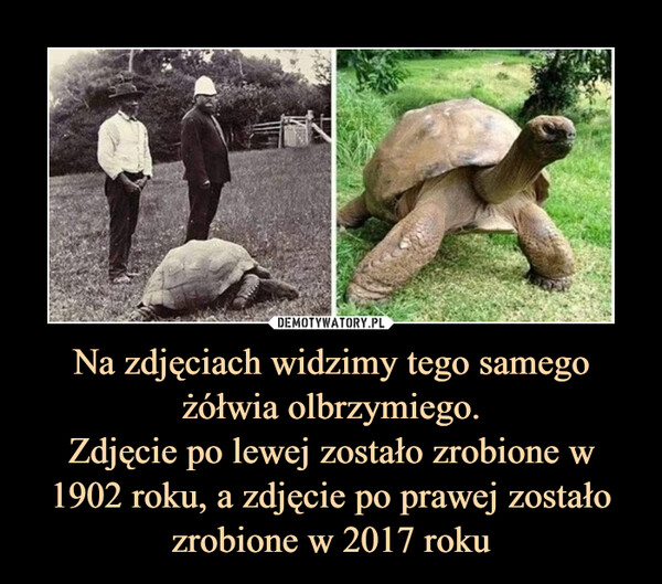 Na zdjęciach widzimy tego samego żółwia olbrzymiego.Zdjęcie po lewej zostało zrobione w 1902 roku, a zdjęcie po prawej zostało zrobione w 2017 roku –  