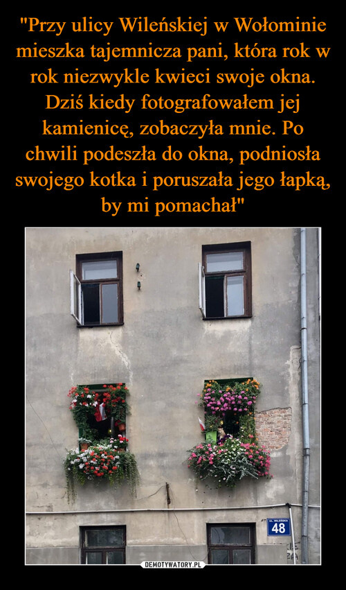 "Przy ulicy Wileńskiej w Wołominie mieszka tajemnicza pani, która rok w rok niezwykle kwieci swoje okna. Dziś kiedy fotografowałem jej kamienicę, zobaczyła mnie. Po chwili podeszła do okna, podniosła swojego kotka i poruszała jego łapką, by mi pomachał"
