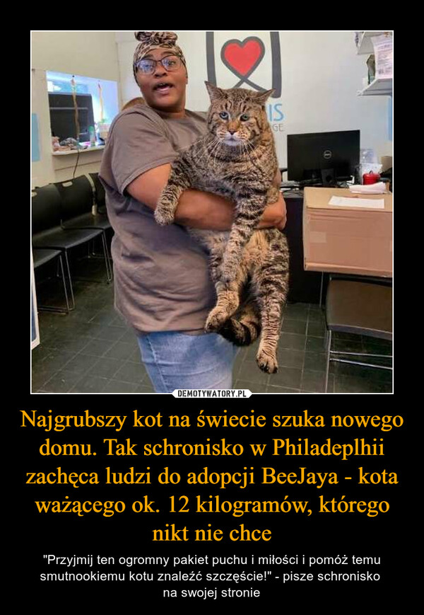 Najgrubszy kot na świecie szuka nowego domu. Tak schronisko w Philadeplhii zachęca ludzi do adopcji BeeJaya - kota ważącego ok. 12 kilogramów, którego nikt nie chce
