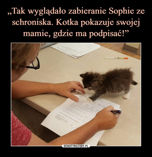 „Tak wyglądało zabieranie Sophie ze schroniska. Kotka pokazuje swojej mamie, gdzie ma podpisać!”