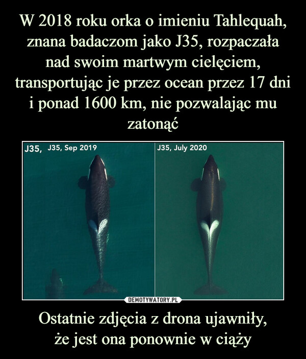W 2018 roku orka o imieniu Tahlequah, znana badaczom jako J35, rozpaczała nad swoim martwym cielęciem, transportując je przez ocean przez 17 dni i ponad 1600 km, nie pozwalając mu zatonąć Ostatnie zdjęcia z drona ujawniły,
że jest ona ponownie w ciąży