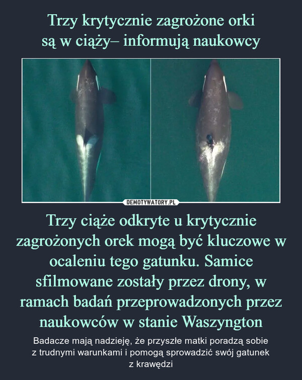 Trzy krytycznie zagrożone orki
są w ciąży– informują naukowcy Trzy ciąże odkryte u krytycznie zagrożonych orek mogą być kluczowe w ocaleniu tego gatunku. Samice sfilmowane zostały przez drony, w ramach badań przeprowadzonych przez naukowców w stanie Waszyngton