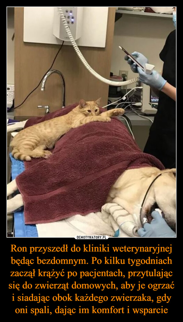 Ron przyszedł do kliniki weterynaryjnej będąc bezdomnym. Po kilku tygodniach zaczął krążyć po pacjentach, przytulając się do zwierząt domowych, aby je ogrzać i siadając obok każdego zwierzaka, gdy oni spali, dając im komfort i wsparcie –  