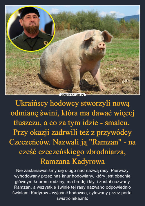 Ukraińscy hodowcy stworzyli nową odmianę świni, która ma dawać więcej tłuszczu, a co za tym idzie - smalcu. 
Przy okazji zadrwili też z przywódcy Czeczeńców. Nazwali ją "Ramzan" - na cześć czeczeńskiego zbrodniarza, Ramzana Kadyrowa