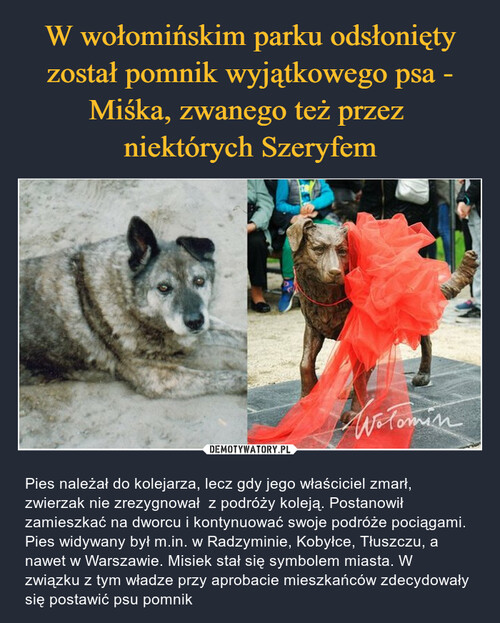 W wołomińskim parku odsłonięty został pomnik wyjątkowego psa - Miśka, zwanego też przez 
niektórych Szeryfem