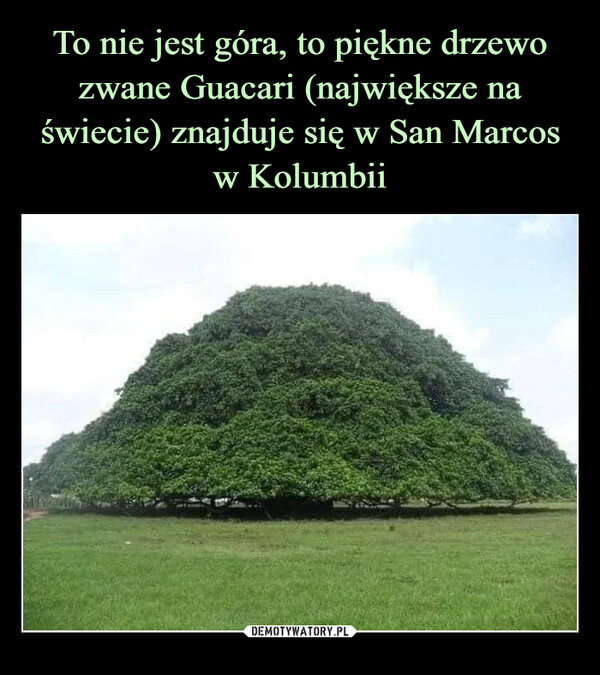 To nie jest góra, to piękne drzewo zwane Guacari (największe na świecie) znajduje się w San Marcos w Kolumbii