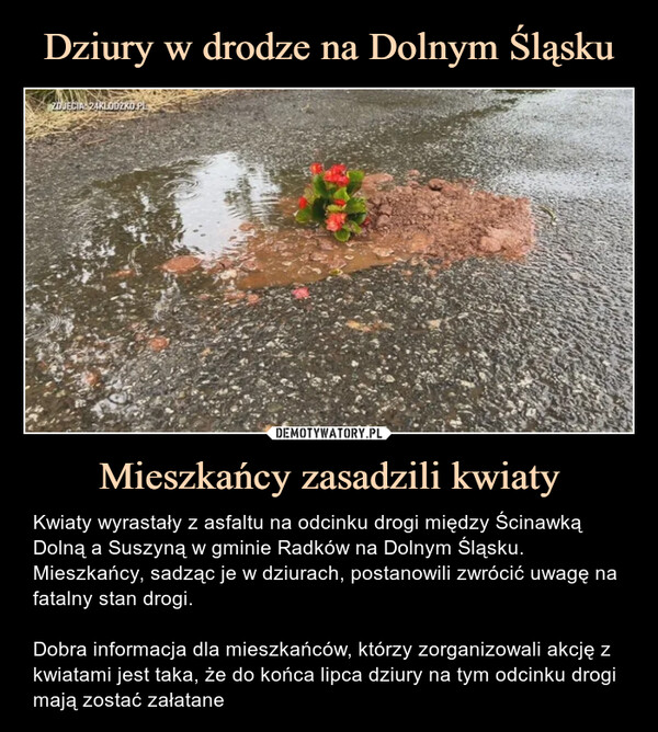 Dziury w drodze na Dolnym Śląsku Mieszkańcy zasadzili kwiaty