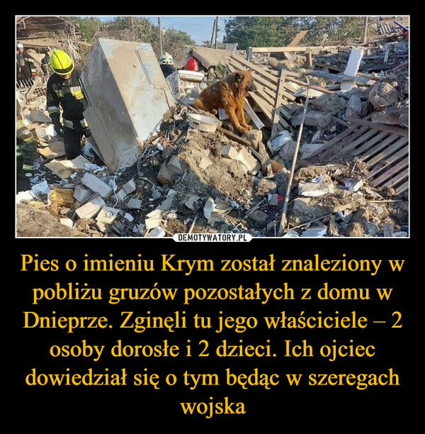 Pies o imieniu Krym został znaleziony w pobliżu gruzów pozostałych z domu w Dnieprze. Zginęli tu jego właściciele – 2 osoby dorosłe i 2 dzieci. Ich ojciec dowiedział się o tym będąc w szeregach wojska –  