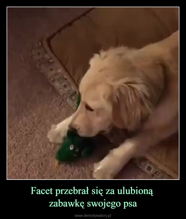 Facet przebrał się za ulubioną zabawkę swojego psa –  