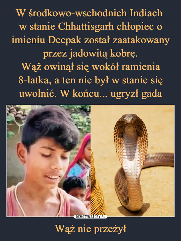 W środkowo-wschodnich Indiach 
w stanie Chhattisgarh chłopiec o imieniu Deepak został zaatakowany przez jadowitą kobrę.
Wąż owinął się wokół ramienia 8-latka, a ten nie był w stanie się uwolnić. W końcu... ugryzł gada Wąż nie przeżył