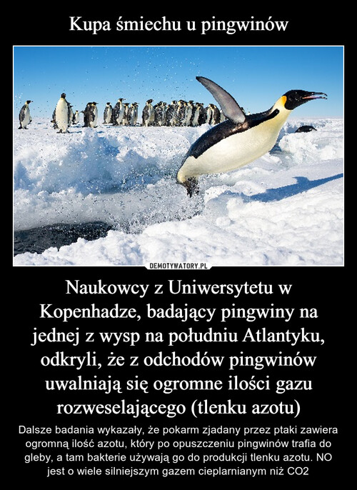 Kupa śmiechu u pingwinów Naukowcy z Uniwersytetu w Kopenhadze, badający pingwiny na jednej z wysp na południu Atlantyku, odkryli, że z odchodów pingwinów uwalniają się ogromne ilości gazu rozweselającego (tlenku azotu)