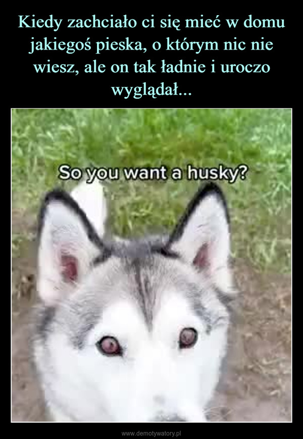  –  So you want a husky?