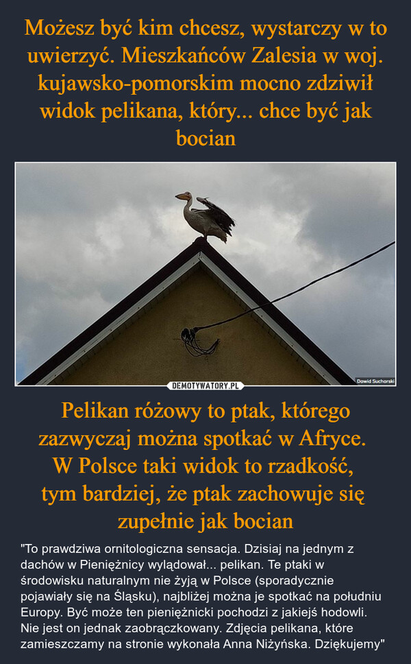 Pelikan różowy to ptak, którego zazwyczaj można spotkać w Afryce. W Polsce taki widok to rzadkość, tym bardziej, że ptak zachowuje się zupełnie jak bocian – "To prawdziwa ornitologiczna sensacja. Dzisiaj na jednym z dachów w Pieniężnicy wylądował... pelikan. Te ptaki w środowisku naturalnym nie żyją w Polsce (sporadycznie pojawiały się na Śląsku), najbliżej można je spotkać na południu Europy. Być może ten pieniężnicki pochodzi z jakiejś hodowli. Nie jest on jednak zaobrączkowany. Zdjęcia pelikana, które zamieszczamy na stronie wykonała Anna Niżyńska. Dziękujemy" Dawid Sucharski