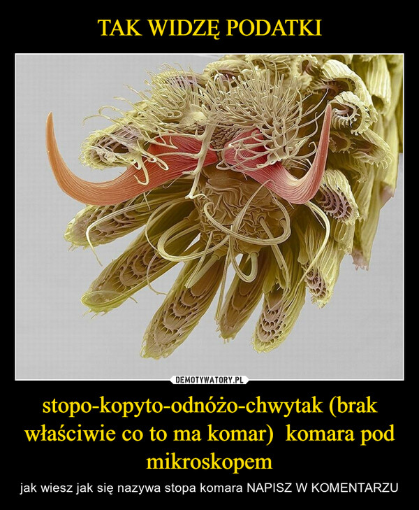 stopo-kopyto-odnóżo-chwytak (brak właściwie co to ma komar)  komara pod mikroskopem – jak wiesz jak się nazywa stopa komara NAPISZ W KOMENTARZU 