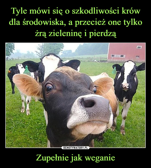 Tyle mówi się o szkodliwości krów dla środowiska, a przecież one tylko żrą zieleninę i pierdzą Zupełnie jak weganie