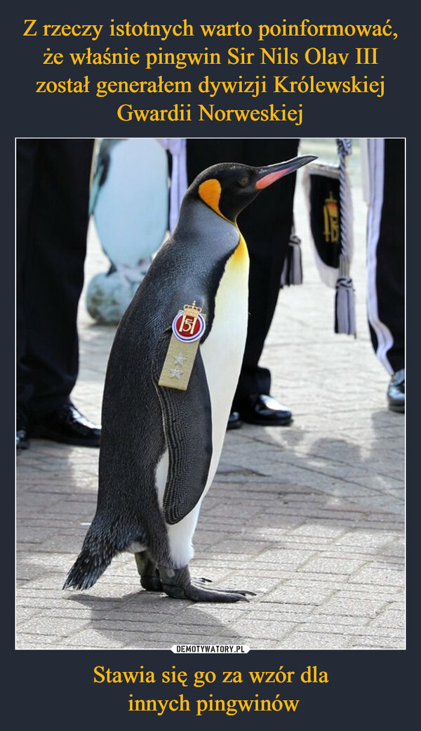 Stawia się go za wzór dla innych pingwinów –  