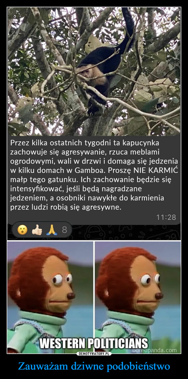 Zauważam dziwne podobieństwo –  Przez kilka ostatnich tygodni ta kapucynkazachowuje się agresywanie, rzuca meblamiogrodowymi, wali w drzwi i domaga się jedzeniaw kilku domach w Gamboa. Proszę NIE KARMIĆmałp tego gatunku. Ich zachowanie będzie sięintensyfikować, jeśli będą nagradzanejedzeniem, a osobniki nawykłe do karmieniaprzez ludzi robią się agresywne.18WESTERN POLITICIANS11:28Doredpanda.com