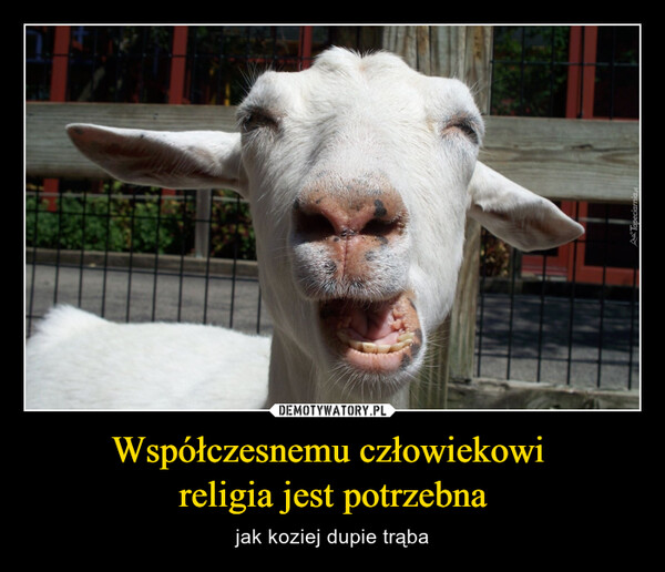 Współczesnemu człowiekowi religia jest potrzebna – jak koziej dupie trąba Tapeciarnia.pl