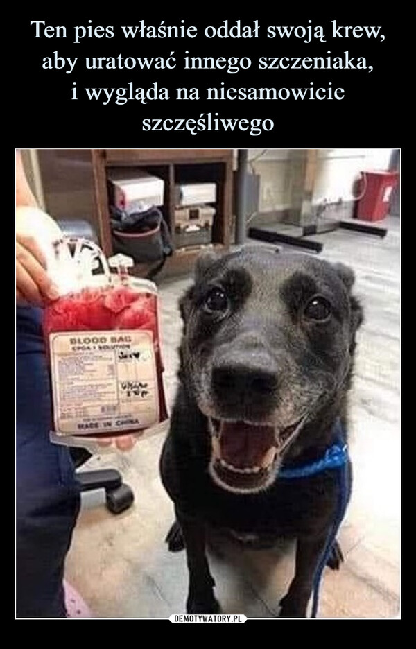 Ten pies właśnie oddał swoją krew, aby uratować innego szczeniaka,
i wygląda na niesamowicie szczęśliwego