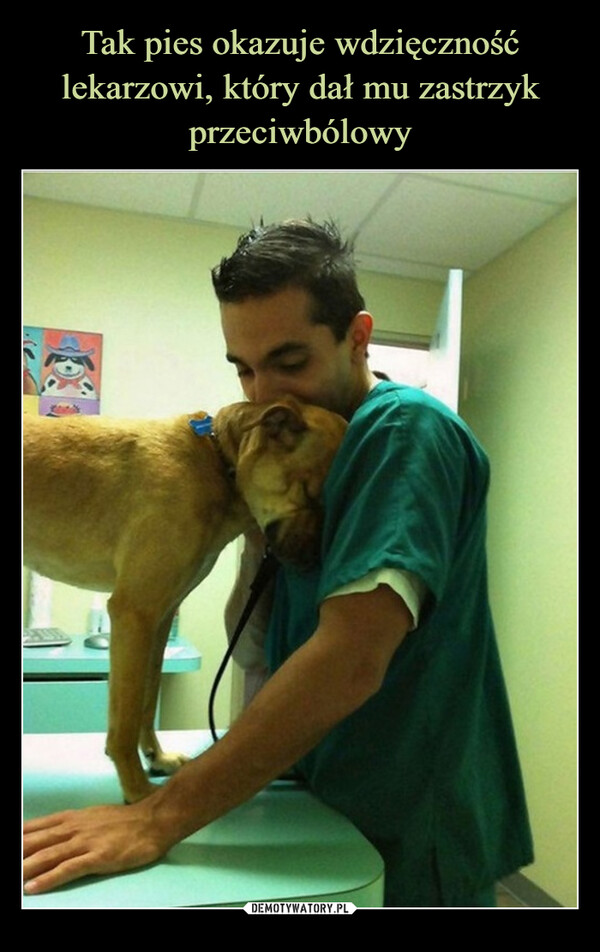 Tak pies okazuje wdzięczność lekarzowi, który dał mu zastrzyk przeciwbólowy