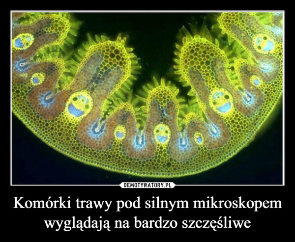 Komórki trawy pod silnym mikroskopem wyglądają na bardzo szczęśliwe