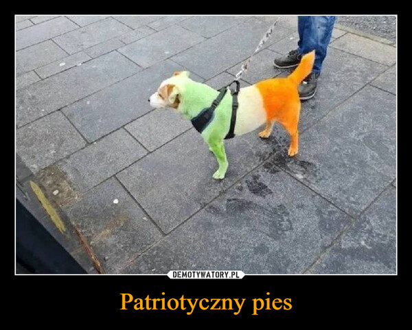 Patriotyczny pies –  