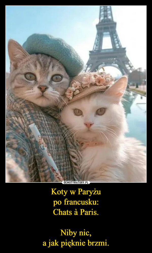 Koty w Paryżupo francusku:Chats à Paris.Niby nic,a jak pięknie brzmi. –  