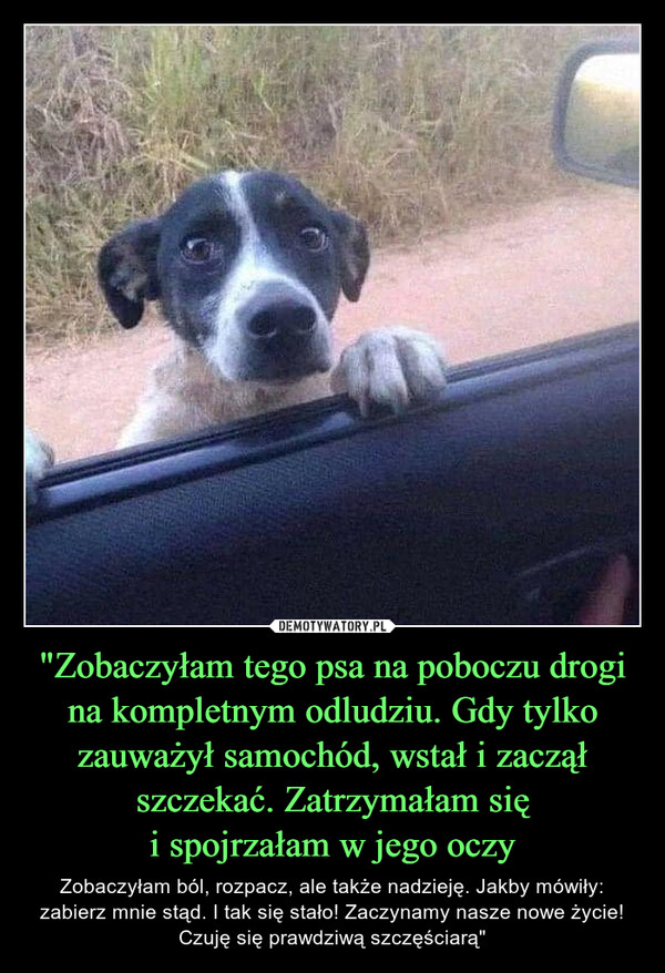 "Zobaczyłam tego psa na poboczu drogi na kompletnym odludziu. Gdy tylko zauważył samochód, wstał i zaczął szczekać. Zatrzymałam sięi spojrzałam w jego oczy – Zobaczyłam ból, rozpacz, ale także nadzieję. Jakby mówiły: zabierz mnie stąd. I tak się stało! Zaczynamy nasze nowe życie! Czuję się prawdziwą szczęściarą" 