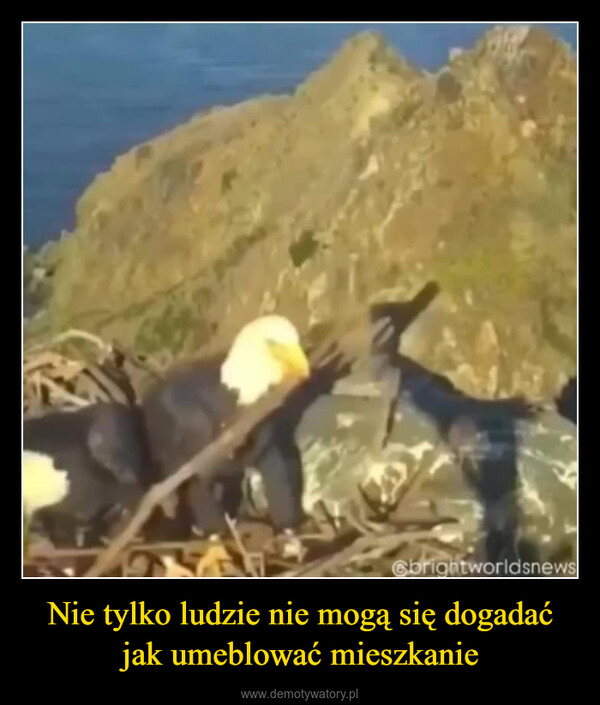 Nie tylko ludzie nie mogą się dogadać jak umeblować mieszkanie –  @brightworldsnews