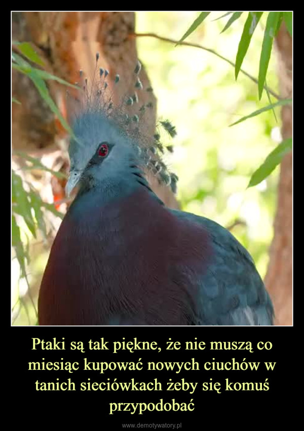 Ptaki są tak piękne, że nie muszą co miesiąc kupować nowych ciuchów w tanich sieciówkach żeby się komuś przypodobać –  