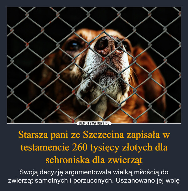 Starsza pani ze Szczecina zapisała w testamencie 260 tysięcy złotych dla schroniska dla zwierząt – Swoją decyzję argumentowała wielką miłością do zwierząt samotnych i porzuconych. Uszanowano jej wolę 