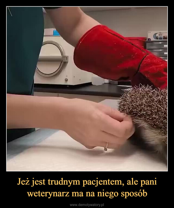 Jeż jest trudnym pacjentem, ale pani weterynarz ma na niego sposób –  