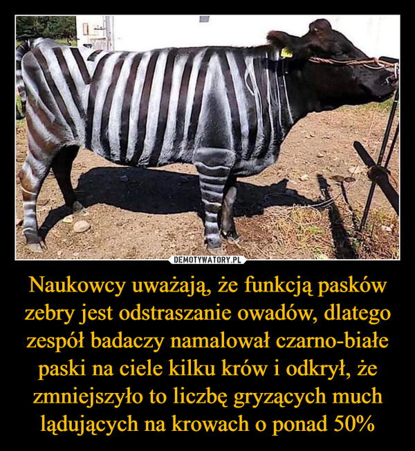 Naukowcy uważają, że funkcją pasków zebry jest odstraszanie owadów, dlatego zespół badaczy namalował czarno-białe paski na ciele kilku krów i odkrył, że zmniejszyło to liczbę gryzących much lądujących na krowach o ponad 50% –  
