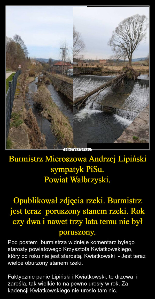 Burmistrz Mieroszowa Andrzej Lipiński sympatyk PiSu.Powiat Wałbrzyski.Opublikował zdjęcia rzeki. Burmistrz jest teraz  poruszony stanem rzeki. Rok czy dwa i nawet trzy lata temu nie był poruszony. – Pod postem  burmistrza widnieje komentarz byłego starosty powiatowego Krzysztofa Kwiatkowskiego, który od roku nie jest starostą. Kwiatkowski  - Jest teraz wielce oburzony stanem rzeki.Faktycznie panie Lipiński i Kwiatkowski, te drzewa  i zarośla, tak wielkie to na pewno urosły w rok. Za kadencji Kwiatkowskiego nie urosło tam nic. 