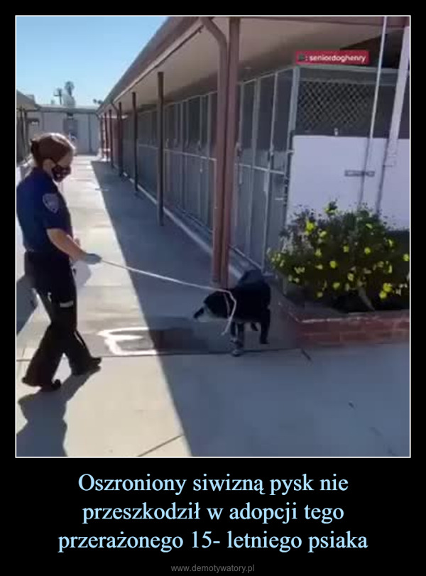 Oszroniony siwizną pysk nie przeszkodził w adopcji tego przerażonego 15- letniego psiaka –  This guy picked up aconfused 16-year-old dogfrom the shelter so hewouldn't die aloneseniordoghenry